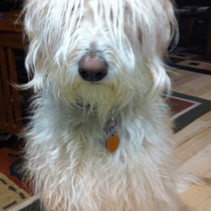 Animal Therapy For Children With Special Needs | Special Education Resource