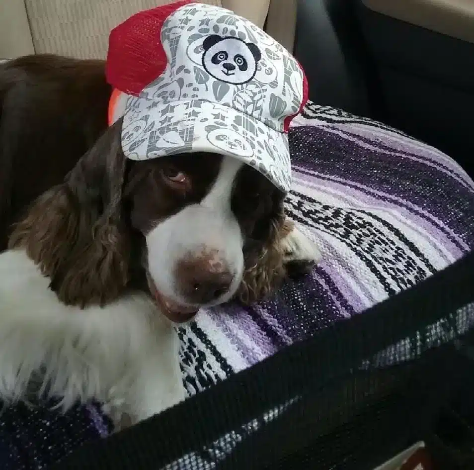 Photo of Dog wearing a hat